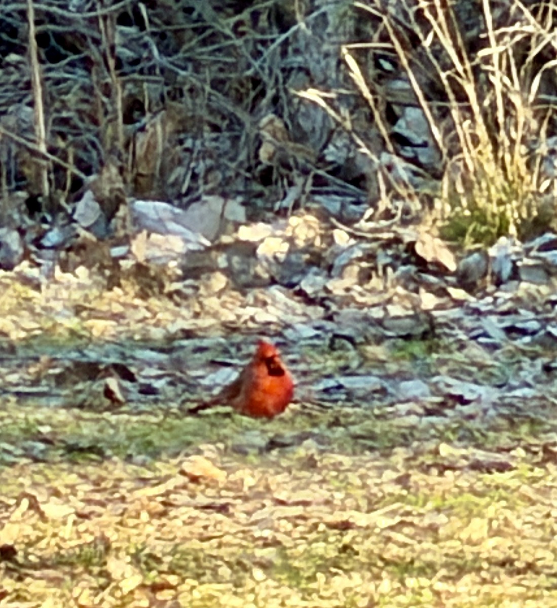 ショウジョウコウカンチョウ - ML646032751