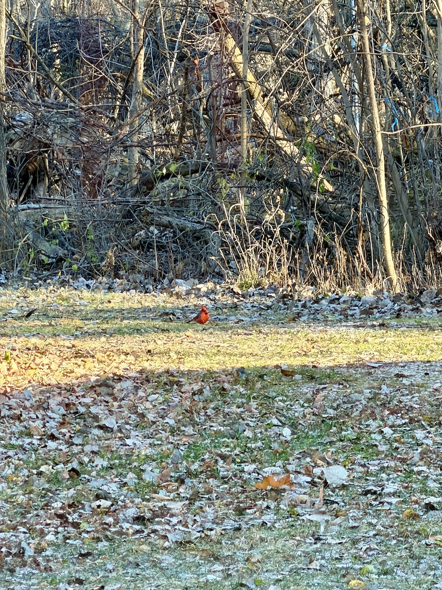 ショウジョウコウカンチョウ - ML646032753