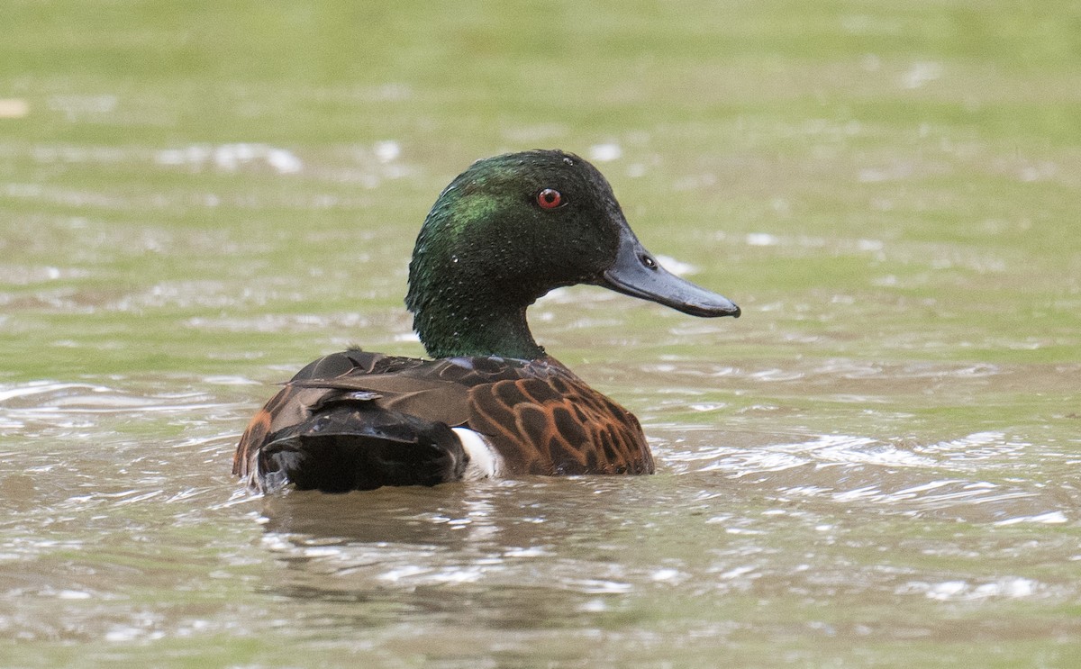 アオクビコガモ - ML646032755