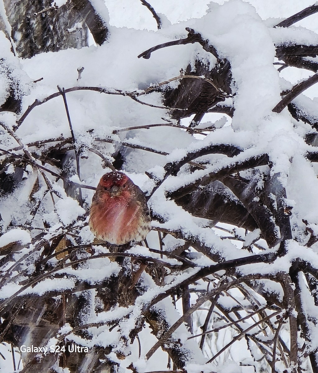 メキシコマシコ - ML646032756