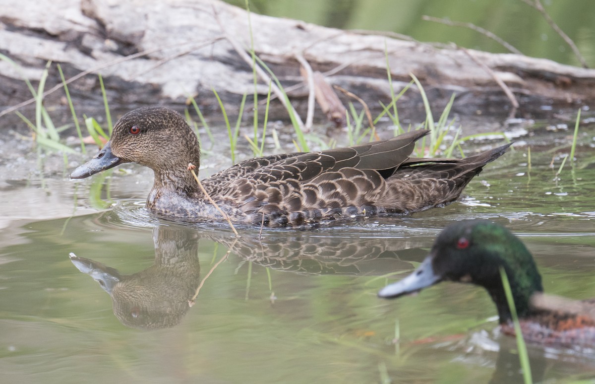 アオクビコガモ - ML646032758