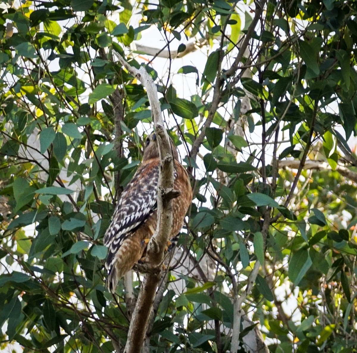 カタアカノスリ - ML646032759