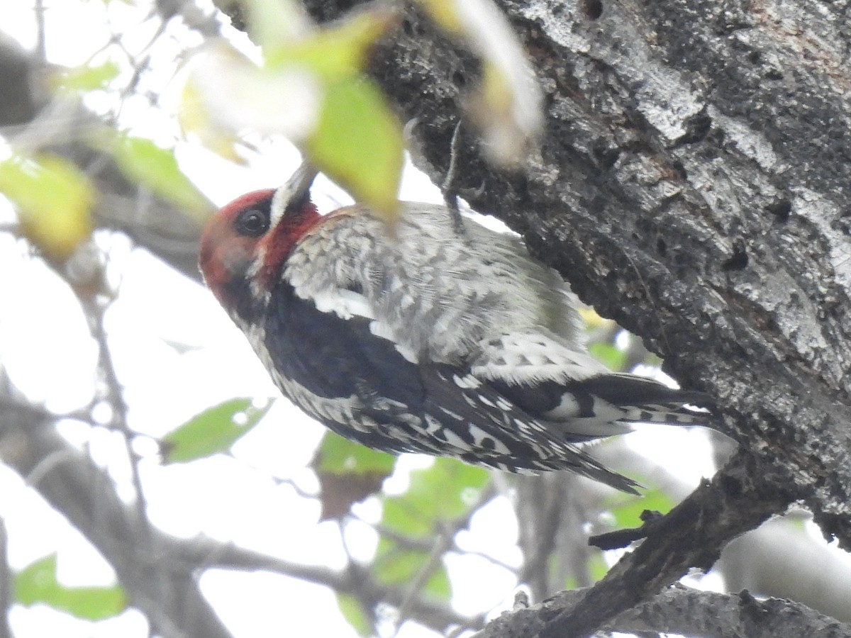 ムネアカシルスイキツツキ - ML646032760