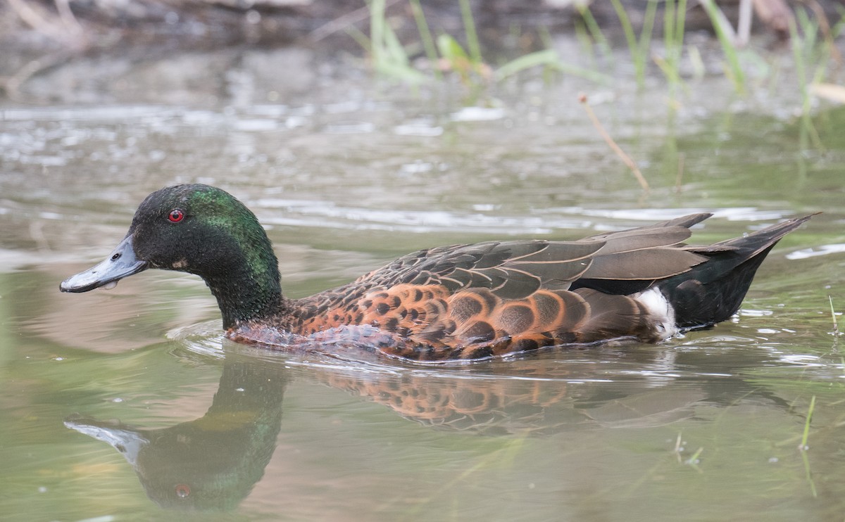 アオクビコガモ - ML646032761