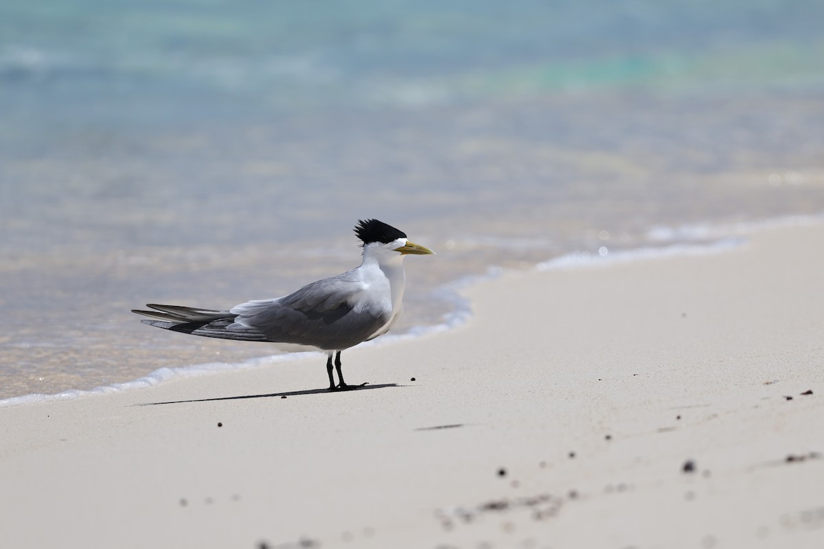 オオアジサシ - ML646032763