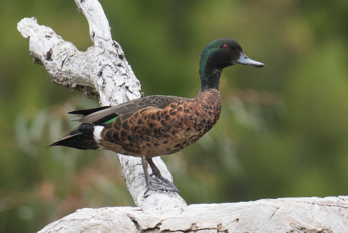 アオクビコガモ - ML646032764