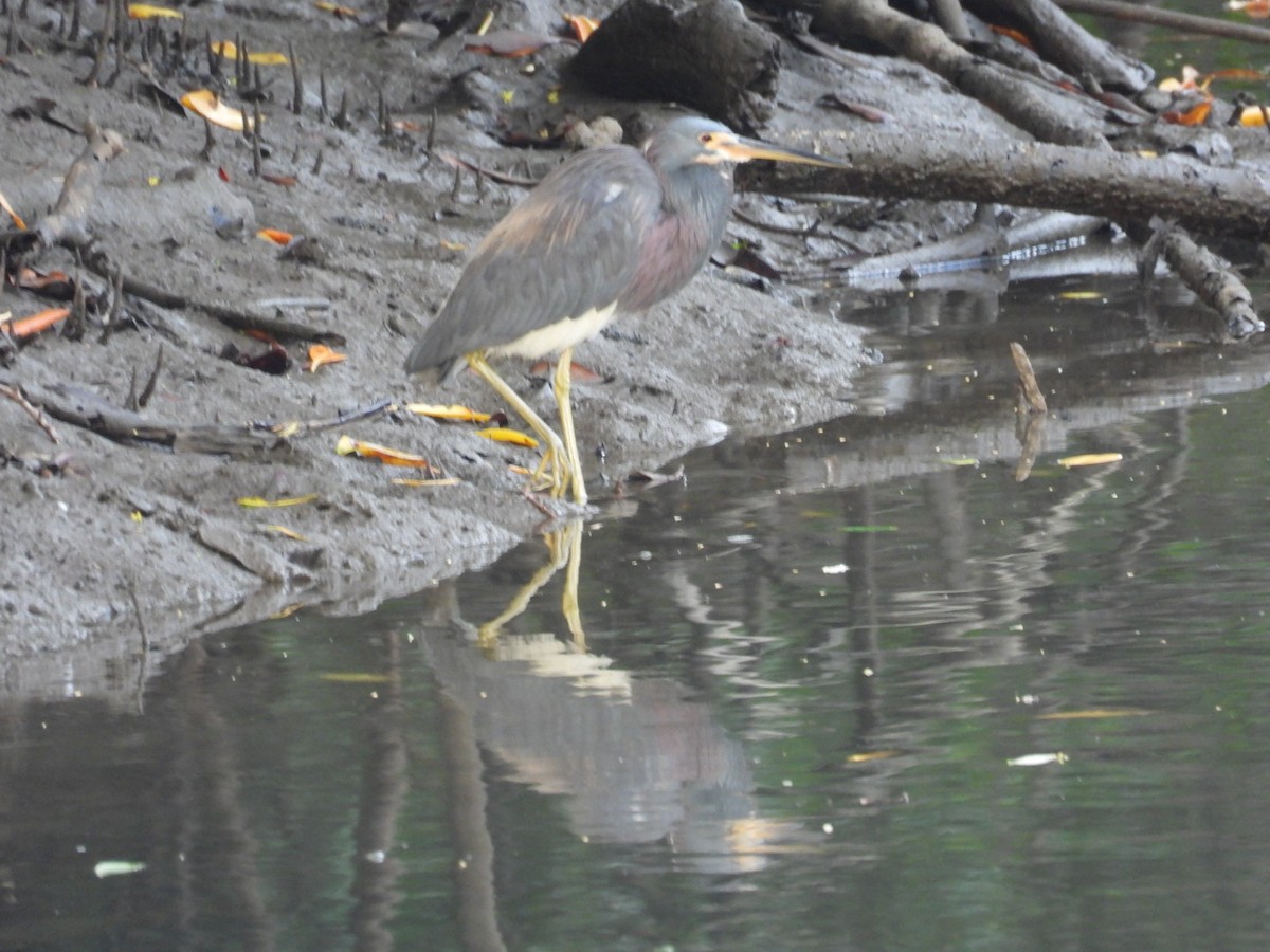 サンショクサギ - ML646032766