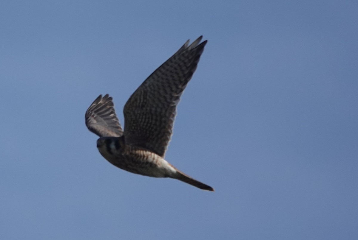 アメリカチョウゲンボウ - ML646032767