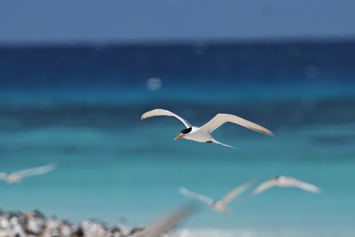 ベンガルアジサシ - ML646032768