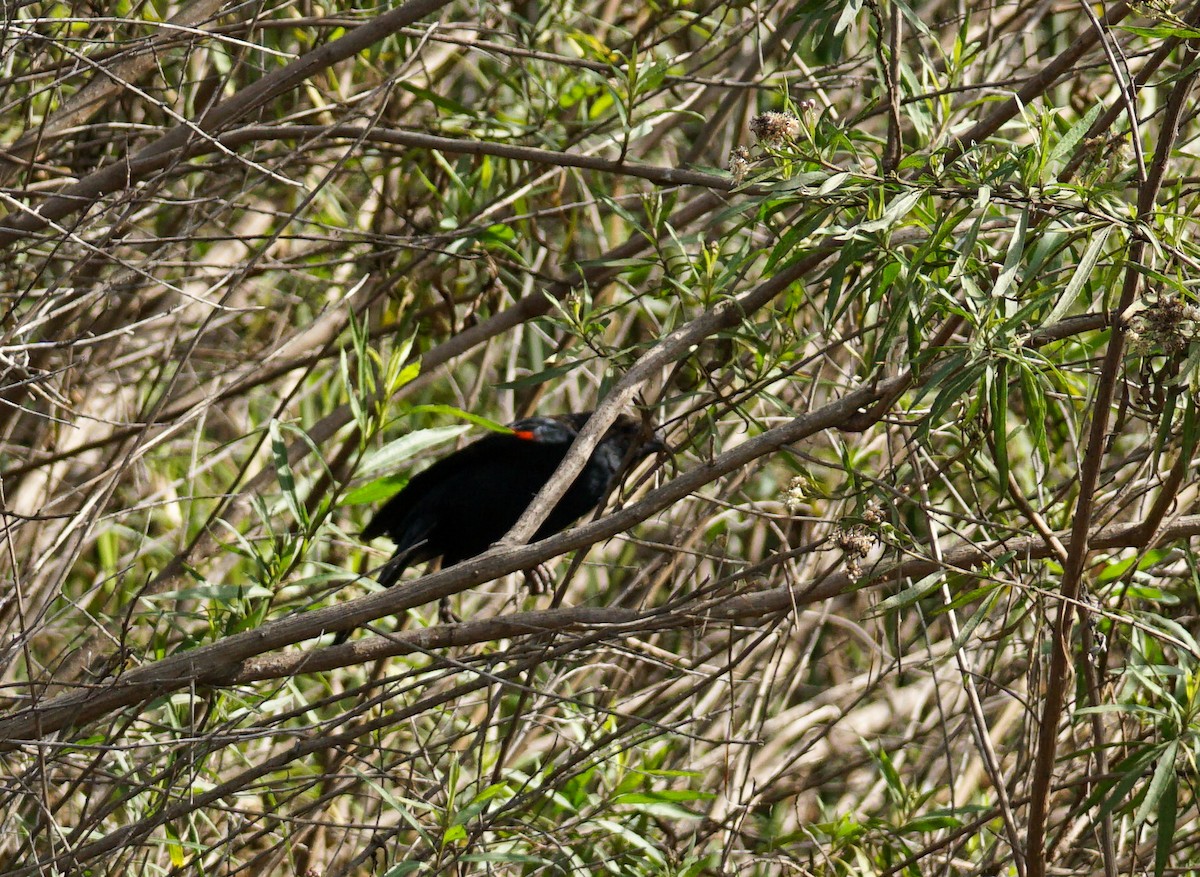 ハゴロモガラス - ML646032769