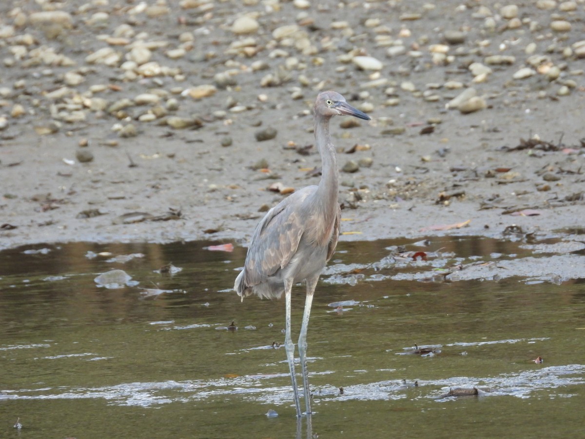 アカクロサギ - ML646032770