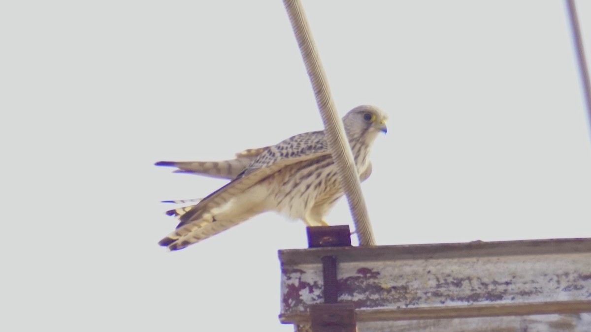 Gheppio - ML646032772