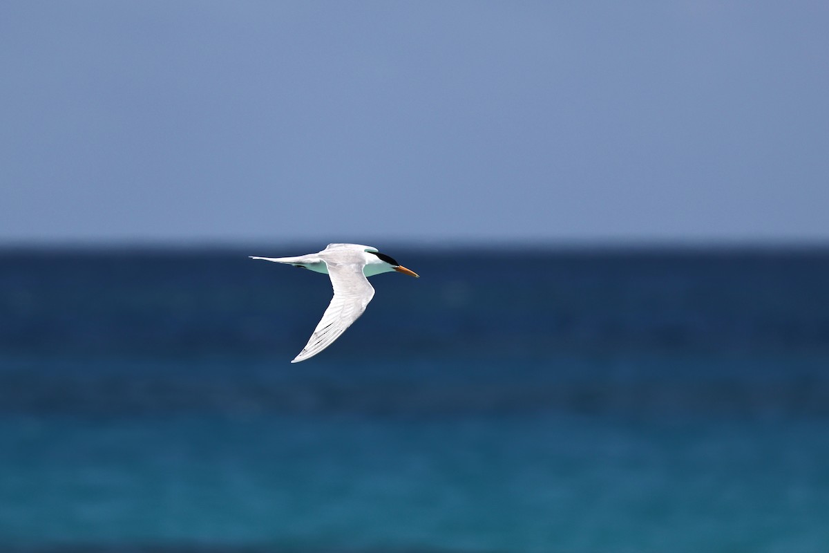 Lesser Crested Tern - ML646032773