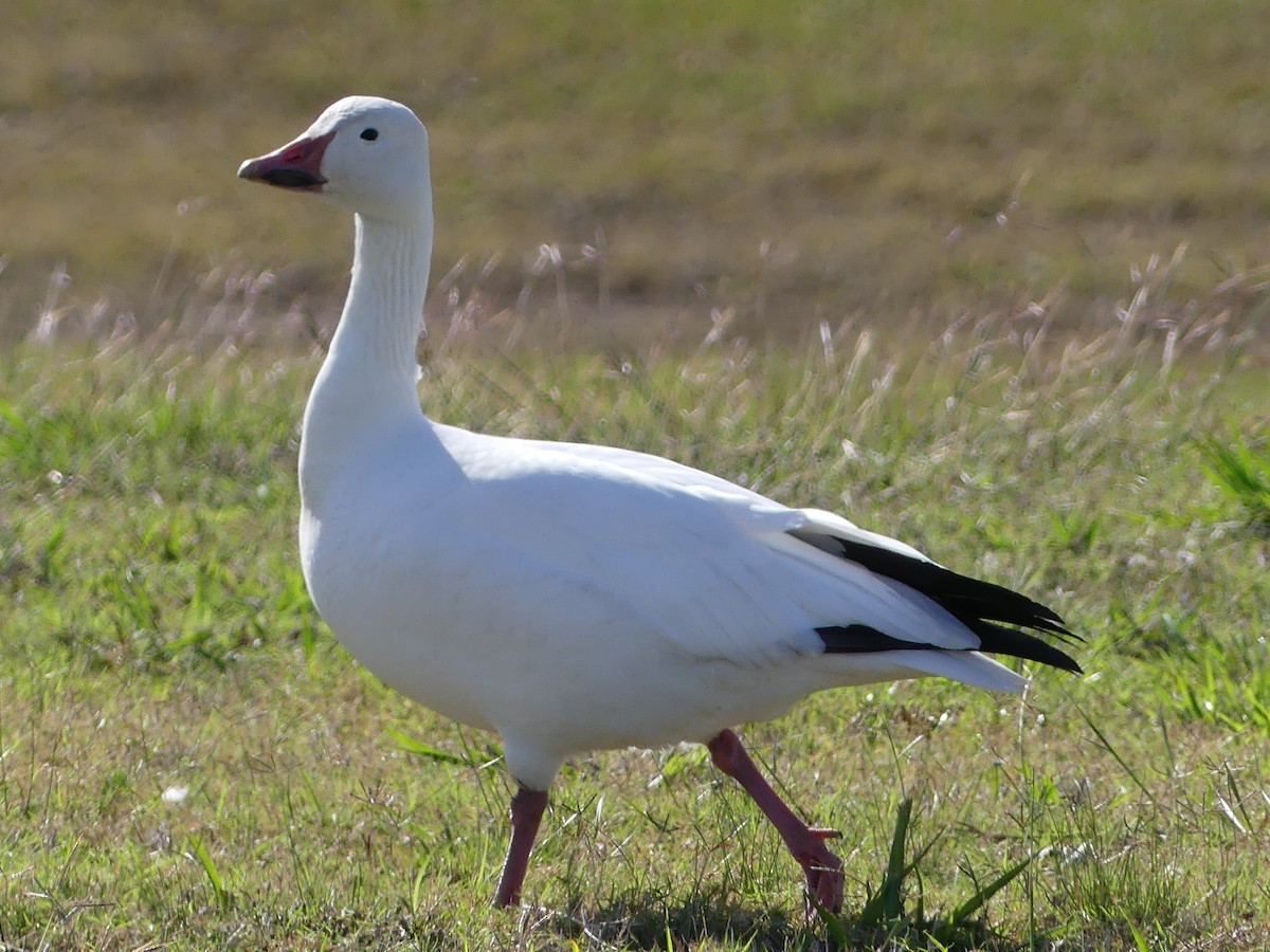 Snow Goose - ML646032775