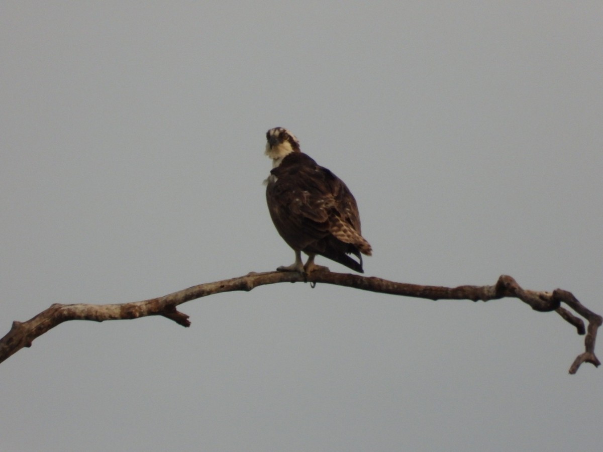 Osprey - ML646032776