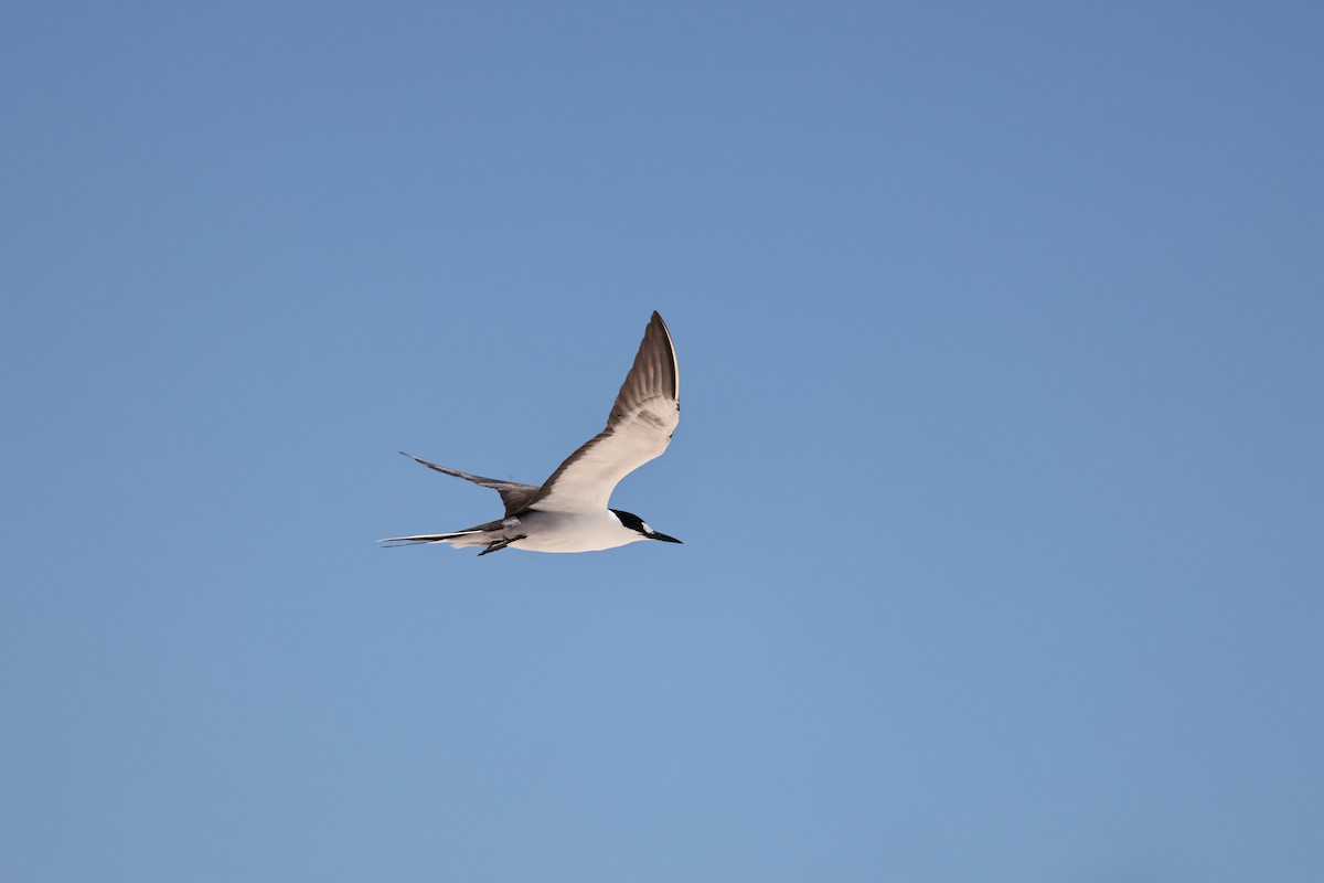 Sooty Tern - ML646032783