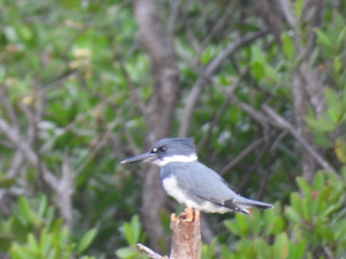 Belted Kingfisher - ML646032784