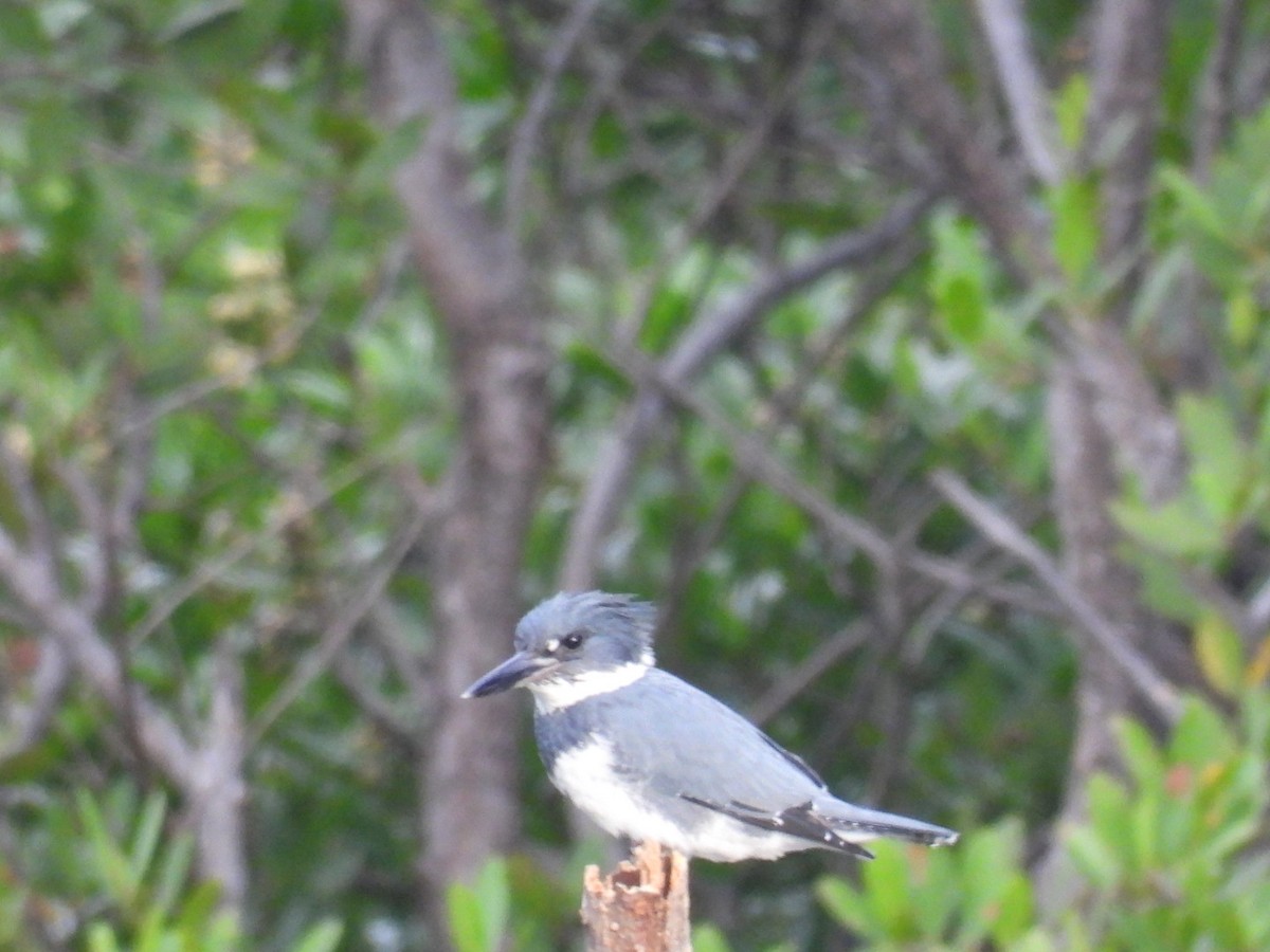 Belted Kingfisher - ML646032785