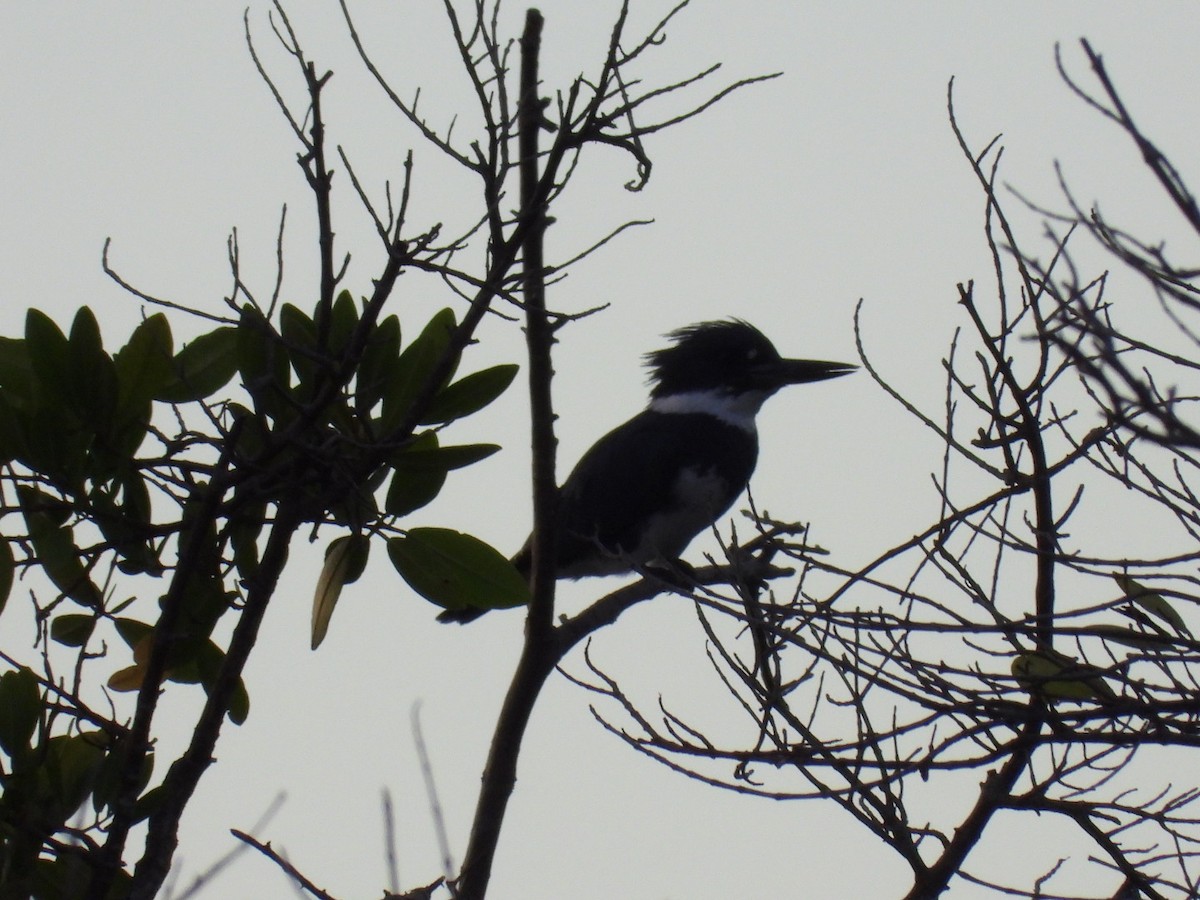 Belted Kingfisher - ML646032786
