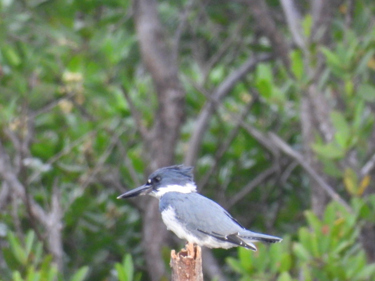 Belted Kingfisher - ML646032787