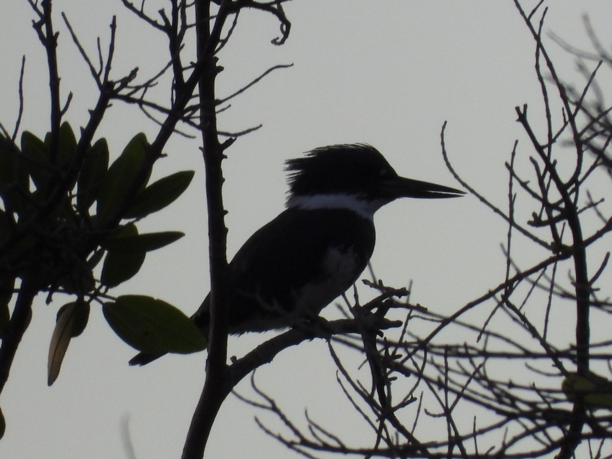 Belted Kingfisher - ML646032788