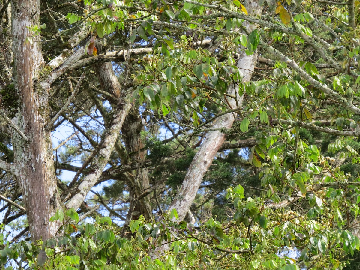 Ruby-throated Hummingbird - ML646032790