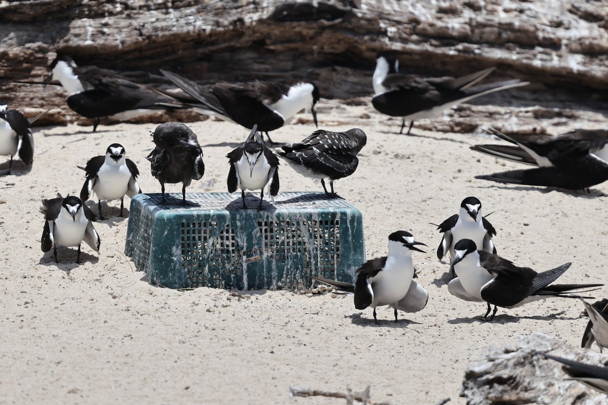 Sooty Tern - ML646032791
