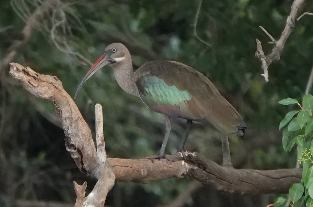 Hadada Ibis - ML646032793