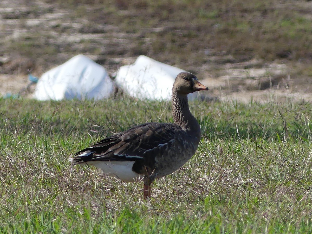 Greater White-fronted Goose - ML646032795