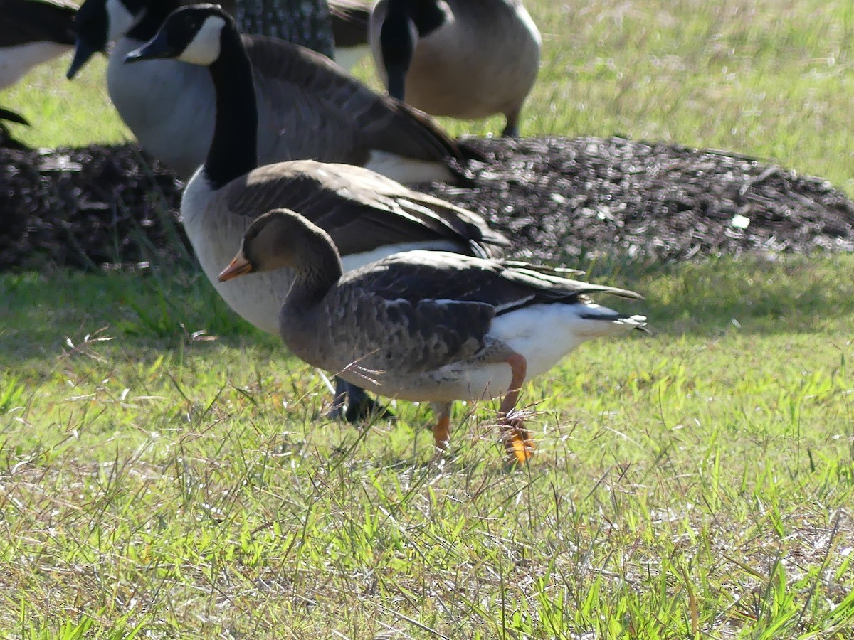 Greater White-fronted Goose - ML646032796
