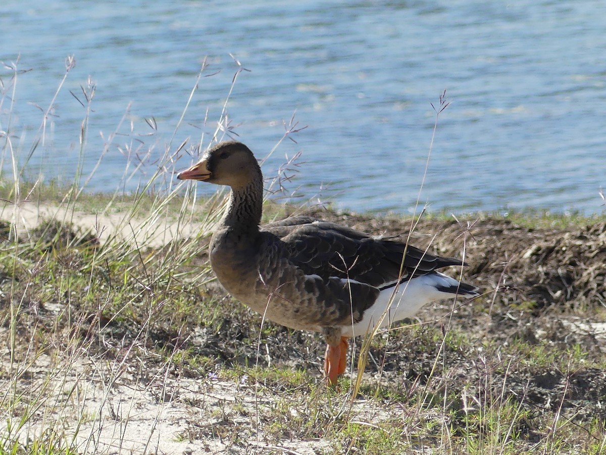 Greater White-fronted Goose - ML646032797