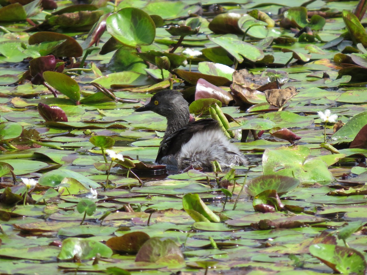 Amerika Küçük Batağanı - ML646032798