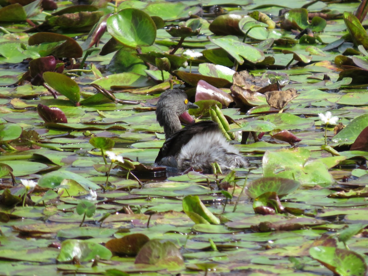 Amerika Küçük Batağanı - ML646032800