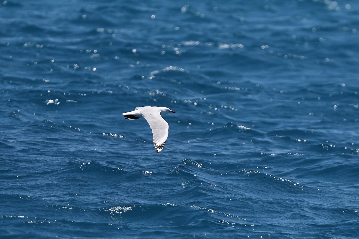 Silver Gull - ML646032801