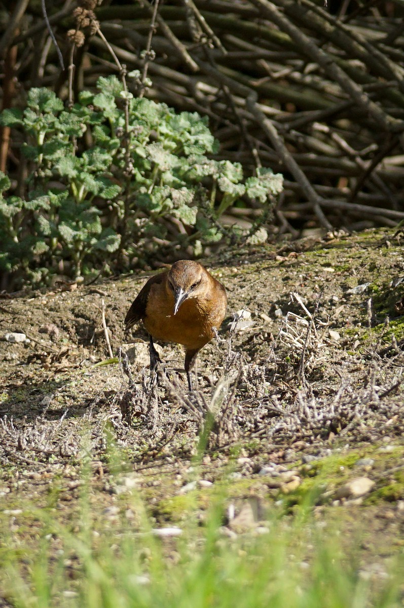 Great-tailed Grackle - ML646032804