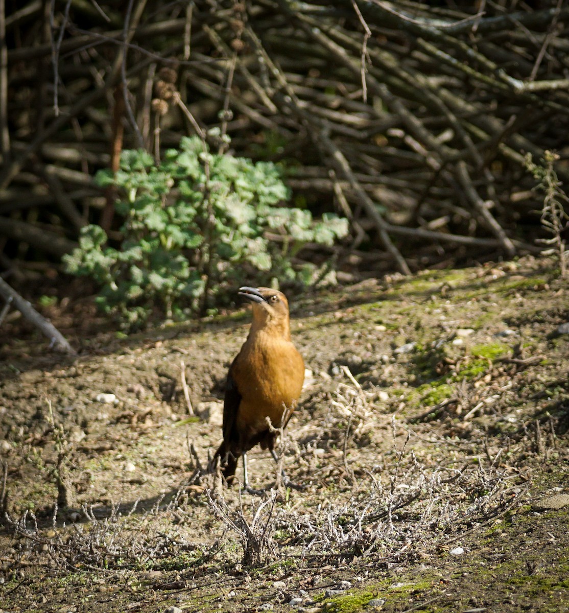 Great-tailed Grackle - ML646032805