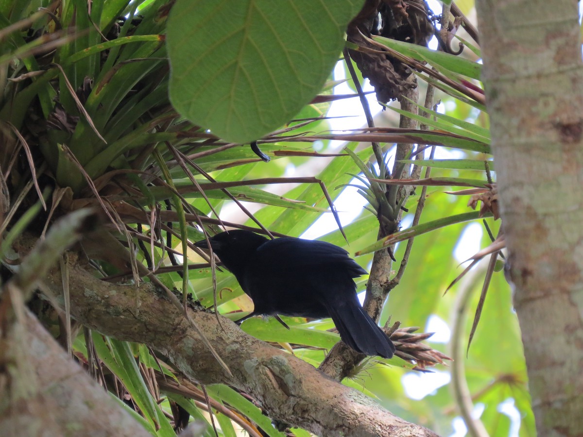 Melodious Blackbird - ML646032807