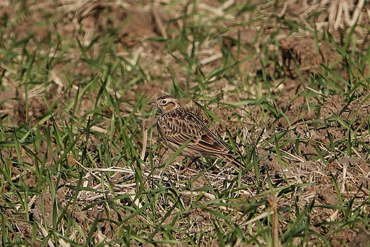 Eurasian Skylark - ML646032817