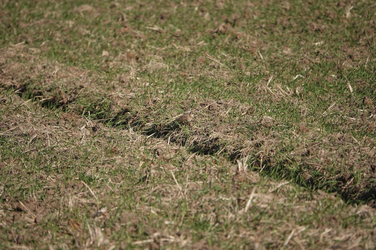 Eurasian Skylark - ML646032819
