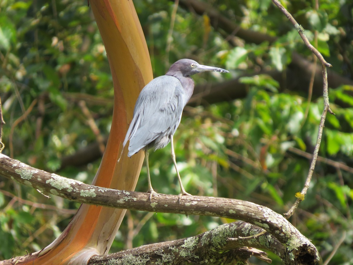 Little Blue Heron - ML646032822