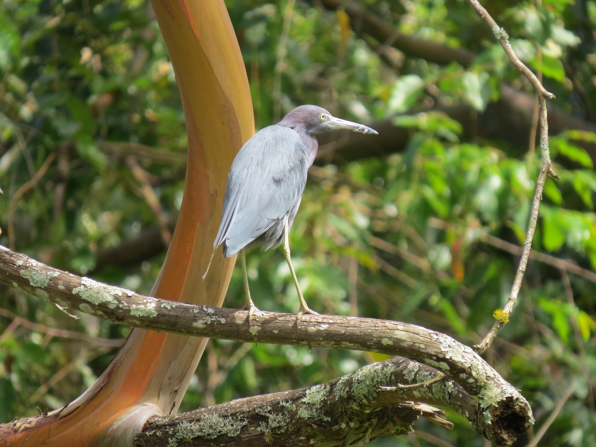 Little Blue Heron - ML646032823