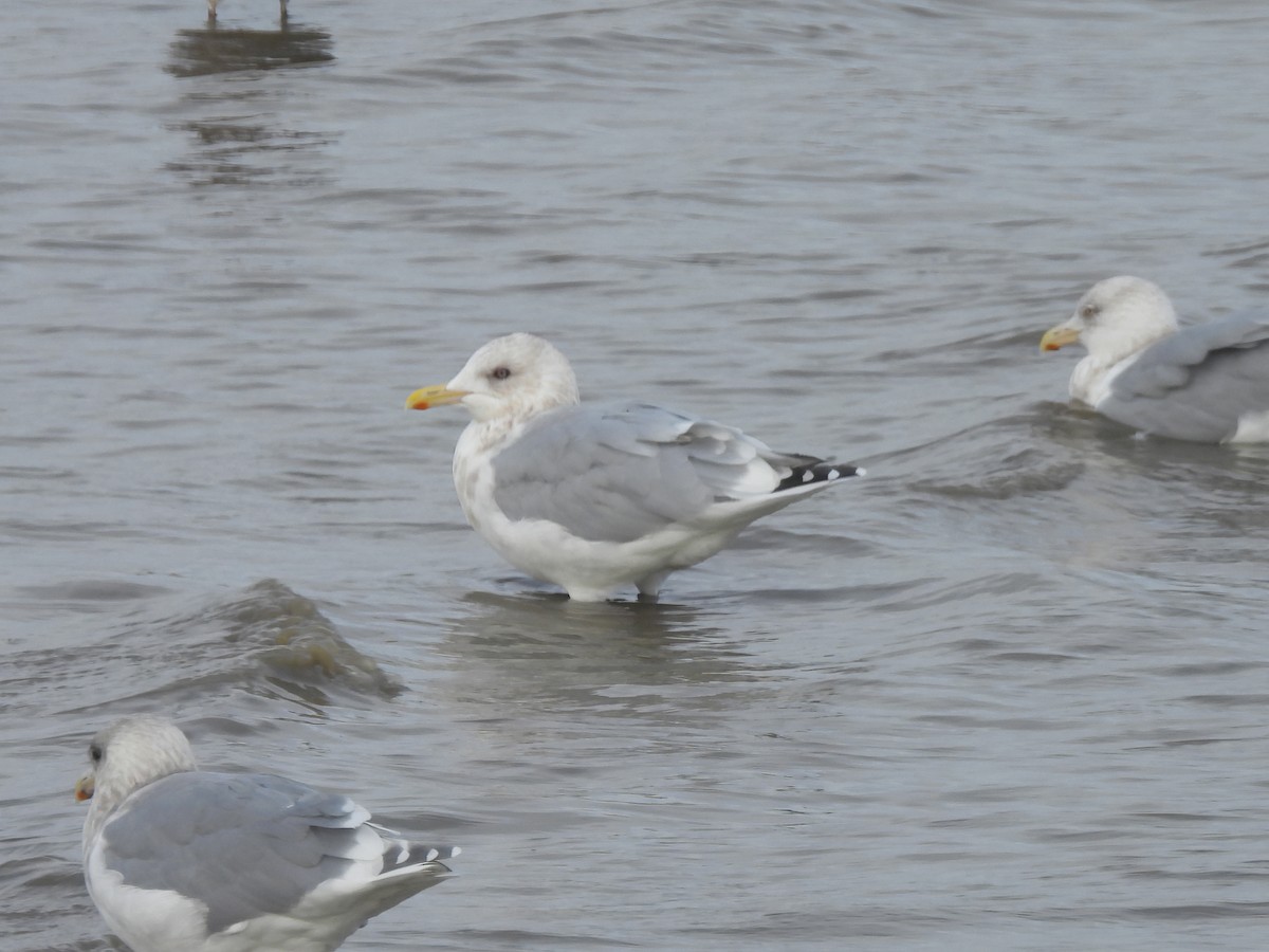 Kaio hegalzuria (thayeri) - ML646032824