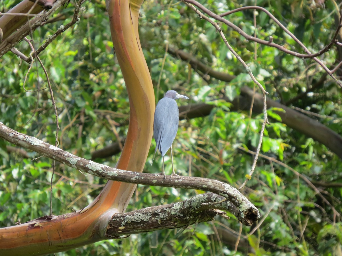 Little Blue Heron - ML646032825
