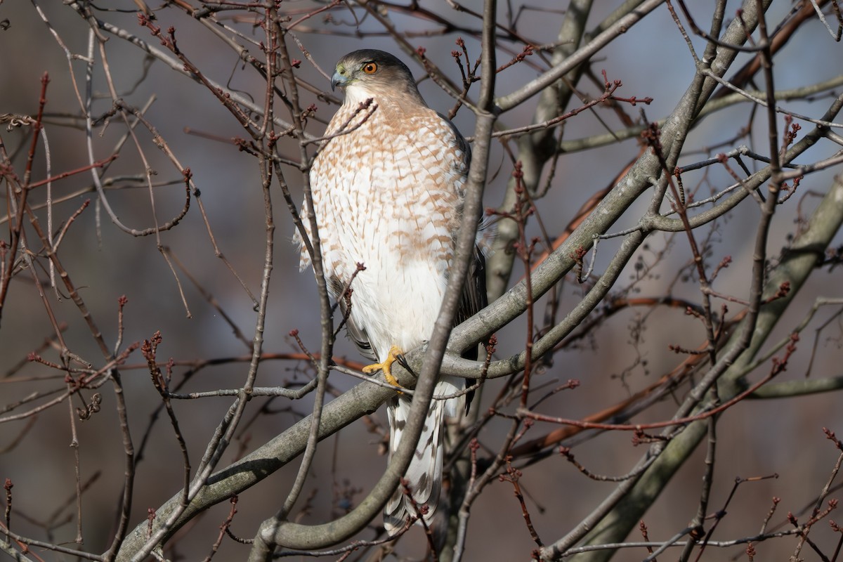 Cooper's Hawk - ML646032829