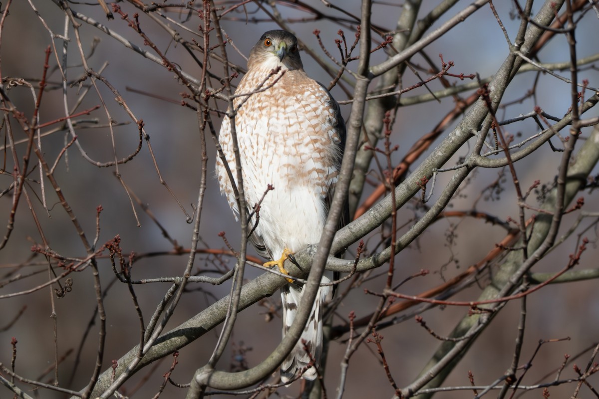 Cooper's Hawk - ML646032831