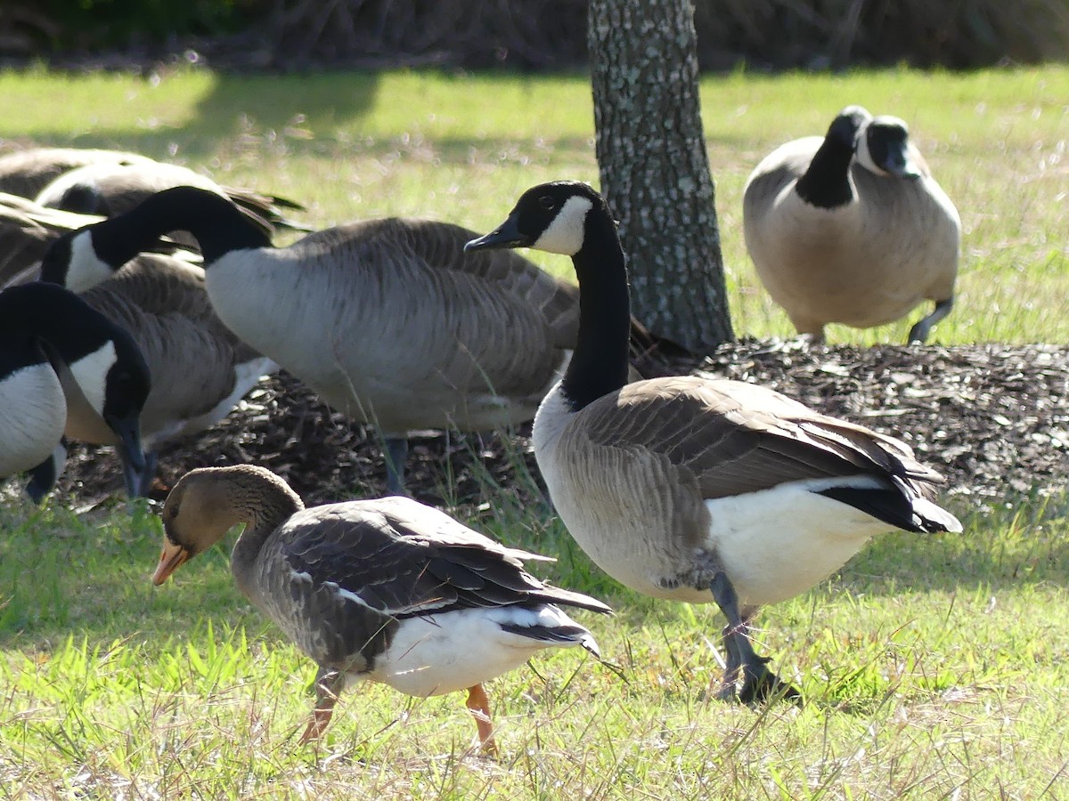 Canada Goose - ML646032835