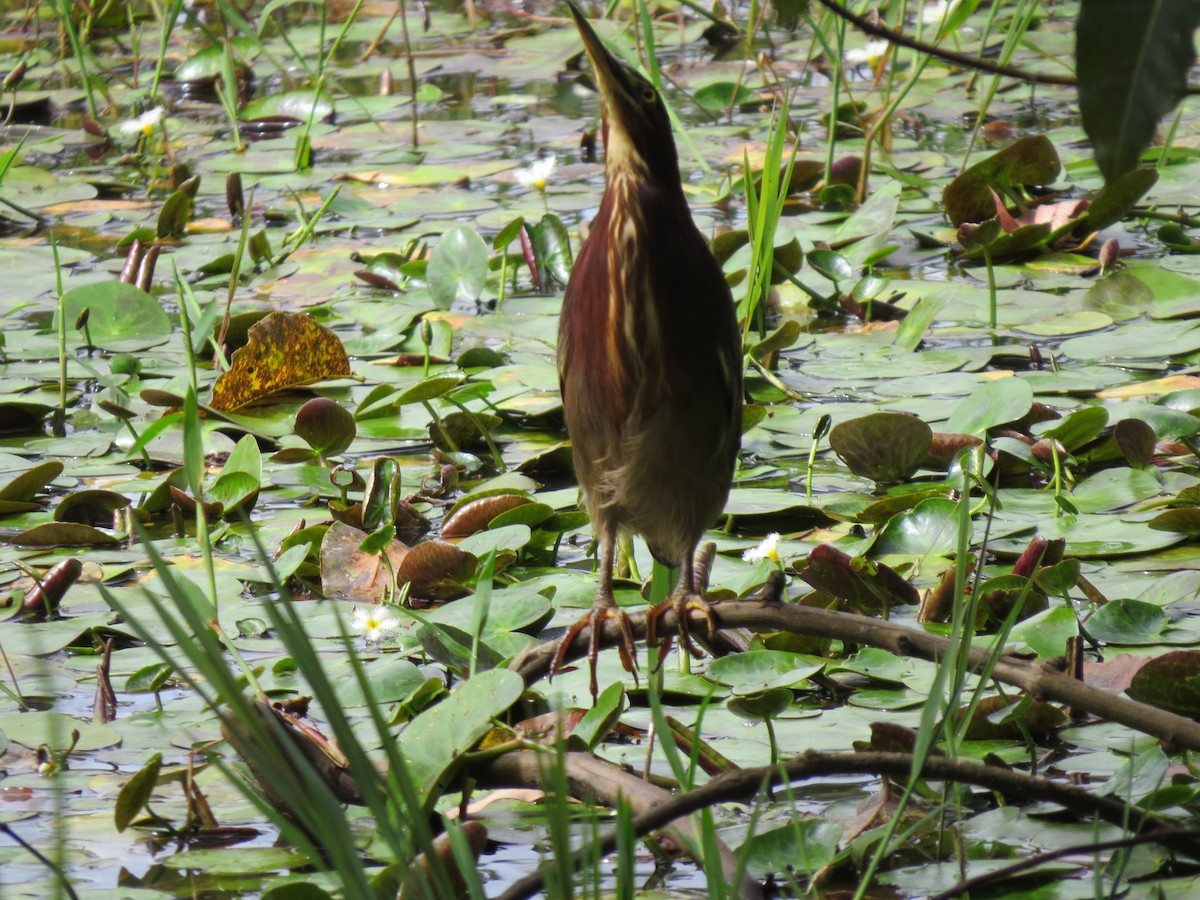 Green Heron - ML646032836
