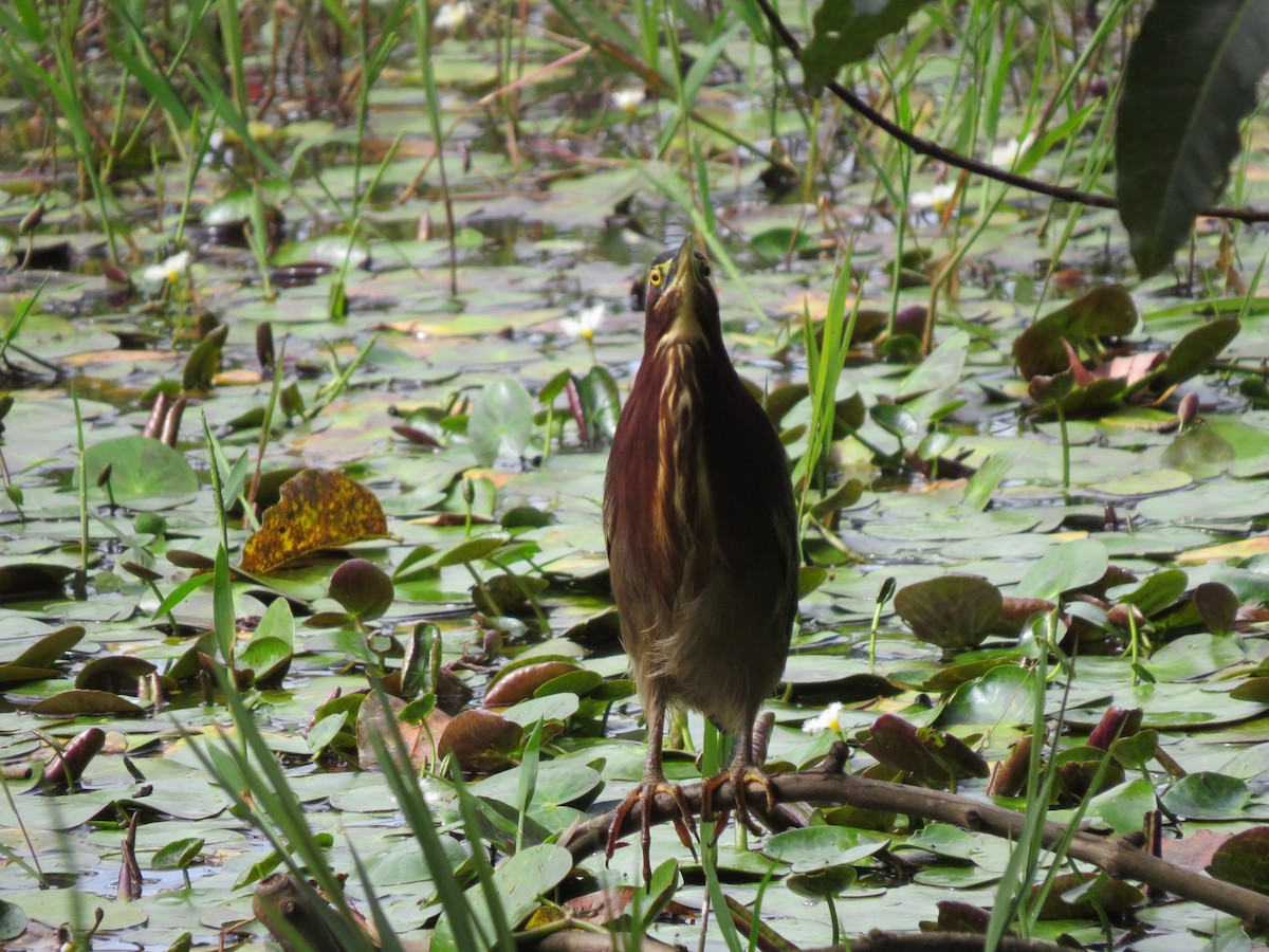 Green Heron - ML646032838