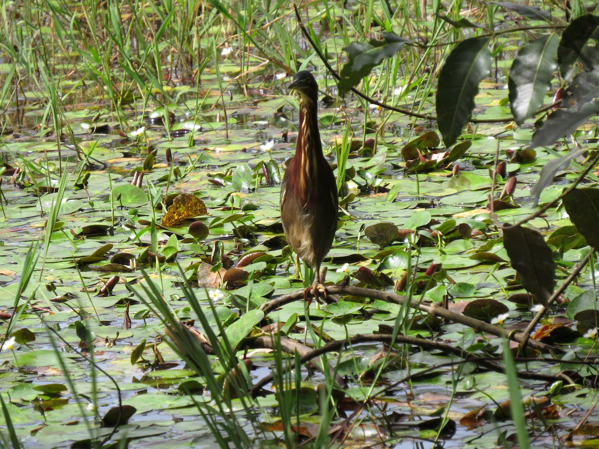 Green Heron - ML646032839