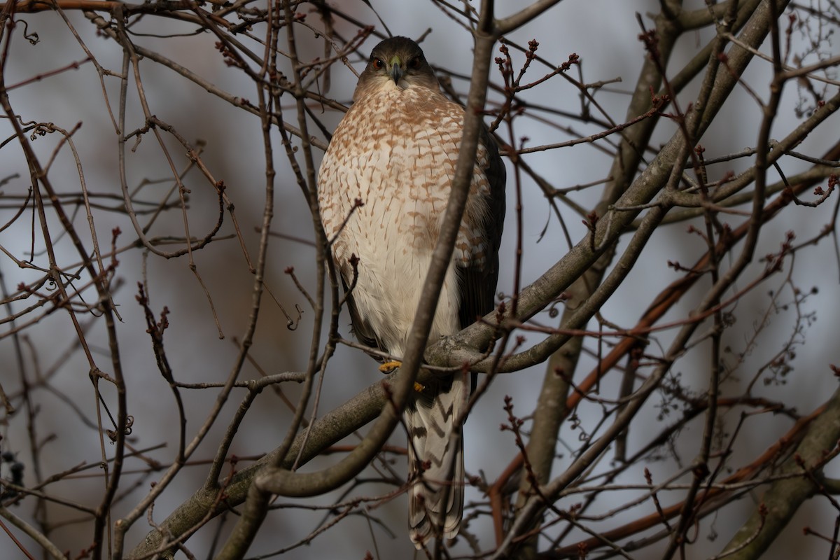 Cooper's Hawk - ML646032841